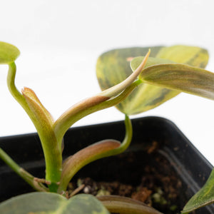 Philodendron Gigas Variegated (wk26-UH)