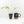 Philodendron quercifolium 'Glad Hands' Variegated (wk16-UT)