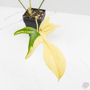 Philodendron quercifolium 'Glad Hands' Variegated (wk16-UT)