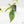 Philodendron quercifolium 'Glad Hands' Variegated (wk16-UT)