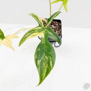 Philodendron quercifolium 'Glad Hands' Variegated (wk16-UT)