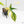 Philodendron quercifolium 'Glad Hands' Variegated (wk16-UT)