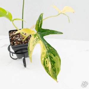Philodendron quercifolium 'Glad Hands' Variegated (wk16-UT)