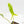 Philodendron quercifolium 'Glad Hands' Variegated (wk16-UT)