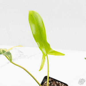 Philodendron quercifolium 'Glad Hands' Variegated (wk16-UT)