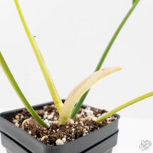 Philodendron quercifolium 'Glad Hands' Variegated (wk16-UT)