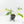 Philodendron quercifolium 'Glad Hands' Variegated (wk16-UT)