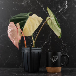 Philodendron Gloriosum Albo Variegated *Type 1* (wk44-U193)