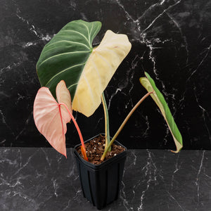 Philodendron Gloriosum Albo Variegated *Type 1* (wk44-U193)