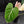 Philodendron Gloriosum Albo Variegated *Type 1* (wk44-U193)