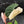 Philodendron Gloriosum Albo Variegated *Type 1* (wk44-U193)
