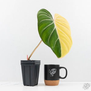 Philodendron Gloriosum Albo Variegated *Type 1* (wk26-UK)