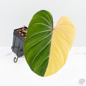 Philodendron Gloriosum Albo Variegated *Type 1* (wk26-UK)
