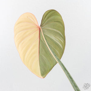 Philodendron Gloriosum Albo Variegated *Type 1* (wk26-UK)