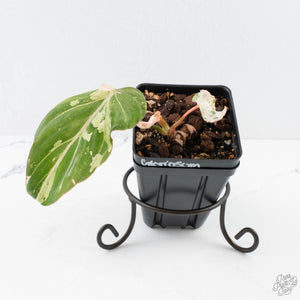 Philodendron Gloriosum Marble Pink Variegated *Type 4* (wk28-UF)