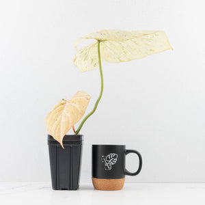 Philodendron Gloriosum Marble Pink Variegated *Type 4* (wk31-UA)