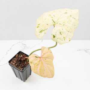 Philodendron Gloriosum Marble Pink Variegated *Type 4* (wk31-UA)