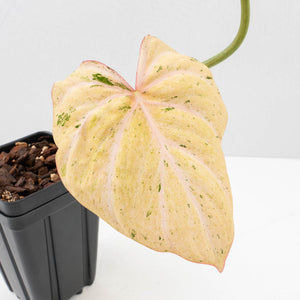 Philodendron Gloriosum Marble Pink Variegated *Type 4* (wk31-UA)