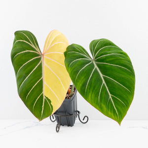 Philodendron Gloriosum Albo Variegated *Type 1* (wk32-UD)