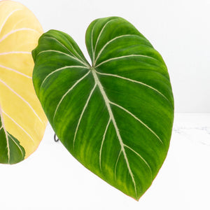 Philodendron Gloriosum Albo Variegated *Type 1* (wk32-UD)