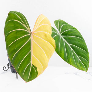 Philodendron Gloriosum Albo Variegated *Type 1* (wk32-UD)
