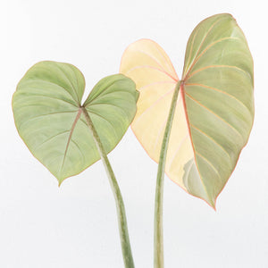 Philodendron Gloriosum Albo Variegated *Type 1* (wk32-UD)