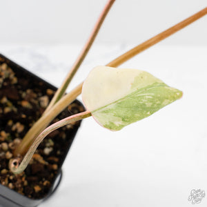 Philodendron Gloriosum Variegated *Type 2* (wk29-C)