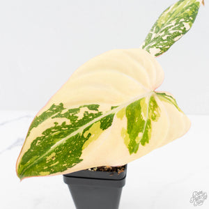 Philodendron Gloriosum Variegated *Type 2* (wk29-C)