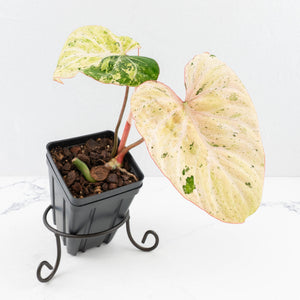 Philodendron Gloriosum Marble Pink Variegated *Type 4* (wk32-UG)