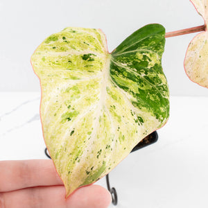 Philodendron Gloriosum Marble Pink Variegated *Type 4* (wk32-UG)