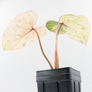 Philodendron Gloriosum Marble Pink Variegated *Type 4* (wk32-UG)