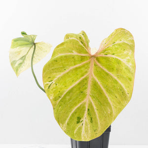Philodendron Gloriosum Marble Pink Variegated *Type 4* (wk35-U124)