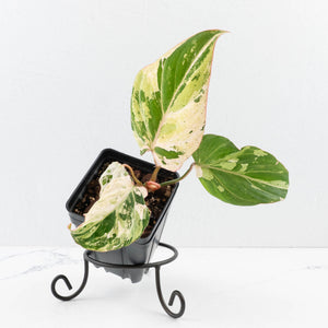 Philodendron Gloriosum Marble Pink Variegated *Type 4* (wk35-U50)