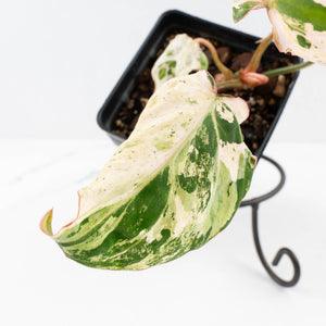 Philodendron Gloriosum Marble Pink Variegated *Type 4* (wk35-U50)
