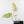 Philodendron Gloriosum Marble Pink Variegated *Type 4* (wk35-U50)