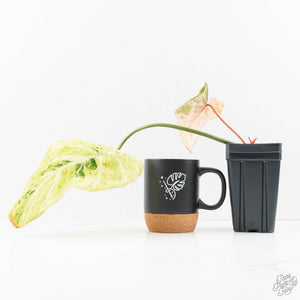 Philodendron Gloriosum Marble Pink Variegated *Type 4* (wk24-UG)