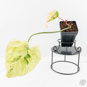Philodendron Gloriosum Marble Pink Variegated *Type 4* (wk24-UG)