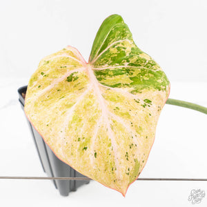 Philodendron Gloriosum Marble Pink Variegated *Type 4* (wk24-UG)