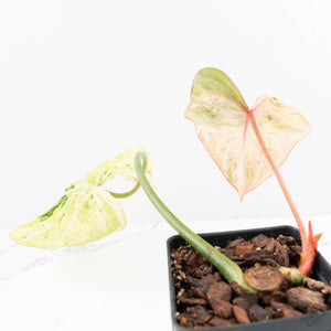 Philodendron Gloriosum Marble Pink Variegated *Type 4* (wk24-UG)