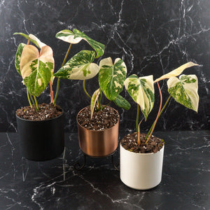 Philodendron Gloriosum Variegated Type 2