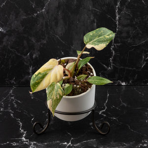 Philodendron Gloriosum Variegated Type 2