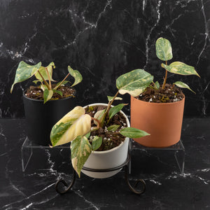 Philodendron Gloriosum Variegated Type 2