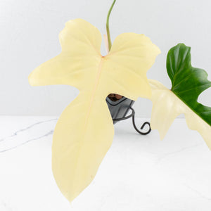 Philodendron 'Golden Dragon' Variegated (wk32-J)