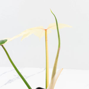Philodendron 'Golden Dragon' Variegated (wk32-J)