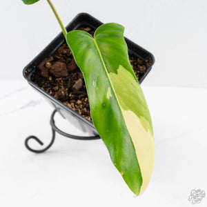Philodendron 'Golden Dragon' Variegated (wk29-F)