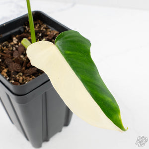 Philodendron 'Golden Dragon' Variegated (wk29-F)