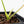 Philodendron 'Golden Dragon' Variegated (wk29-F)