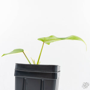 Philodendron 'Golden Dragon' Variegated (wk29-F)