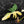 Philodendron 'Golden Dragon' Variegated (wk41-L349)