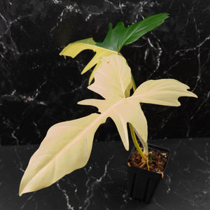 Philodendron 'Golden Dragon' Variegated (wk41-L349)